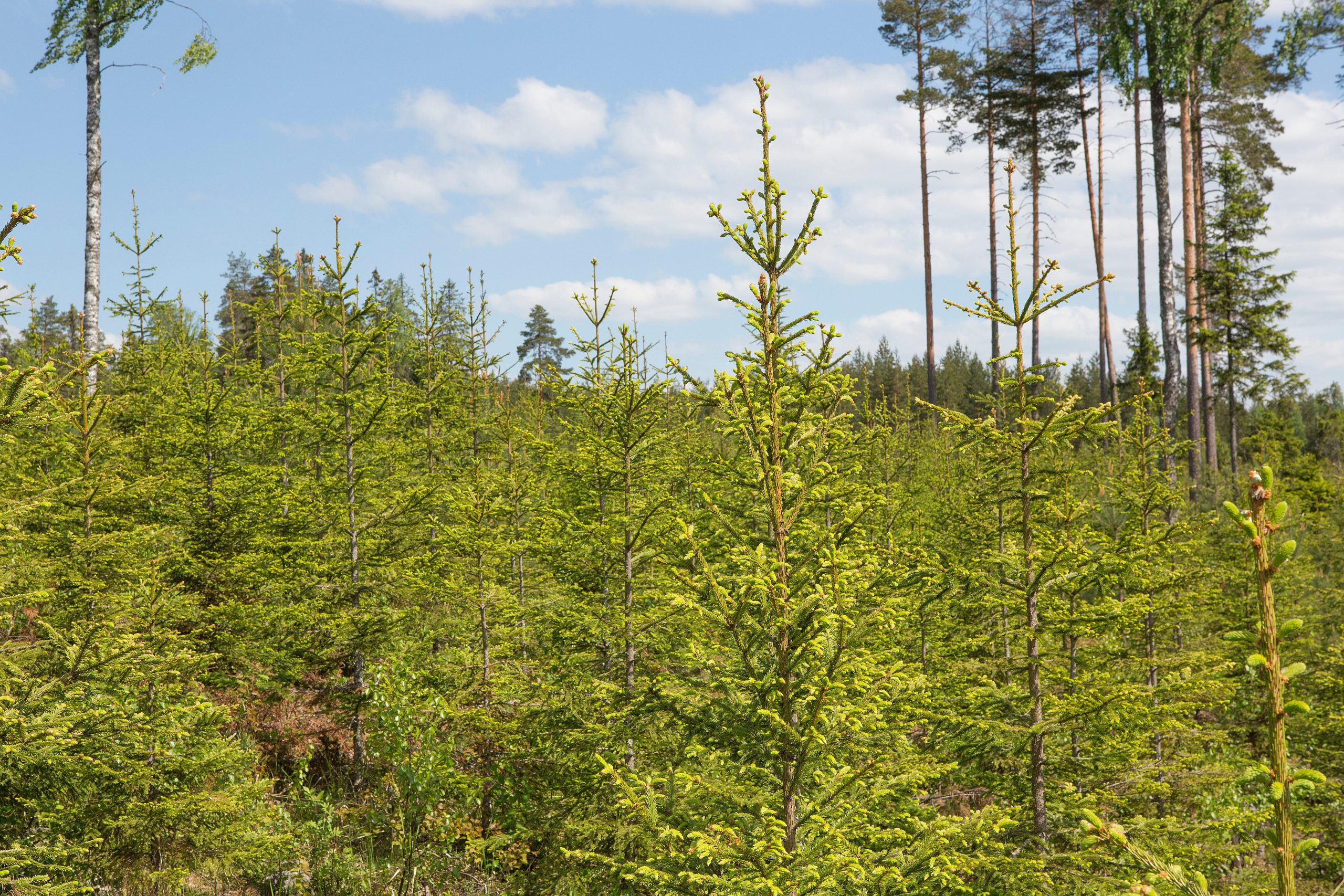 Towards Sustainable Business Models Within Forest-based Bioeconomy ...