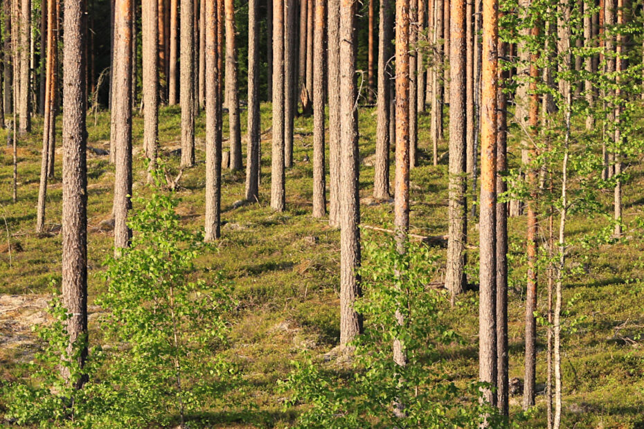 Pine trunks in the sun