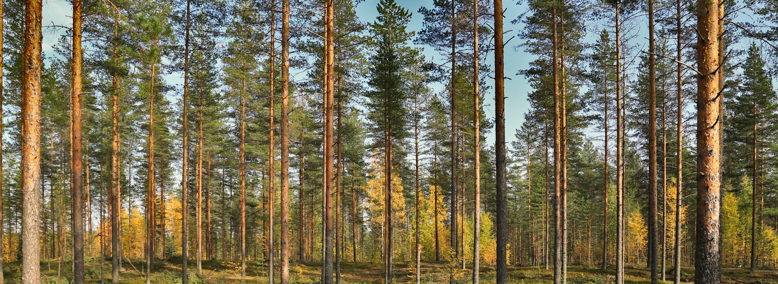 Pine scenery in the fall