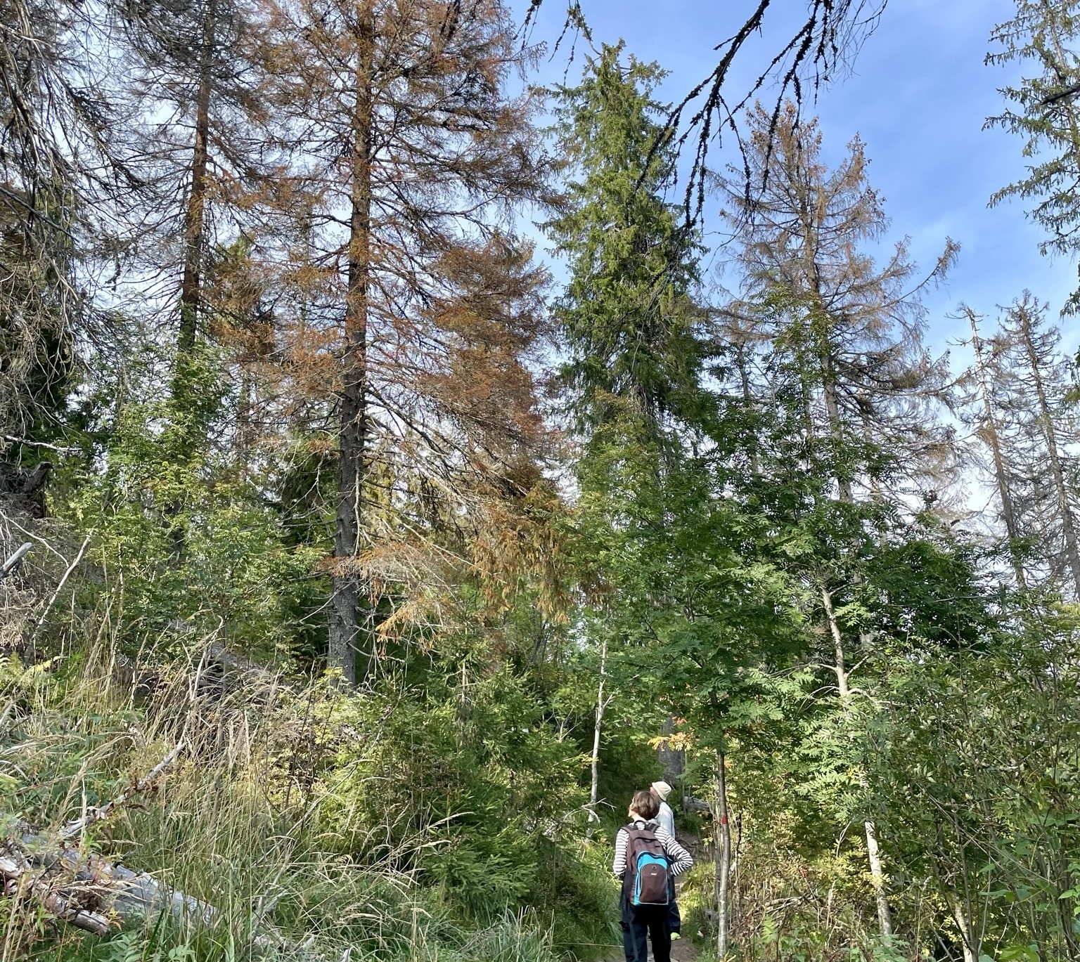 Two persons watching trees damaged by bark beetle in Koli