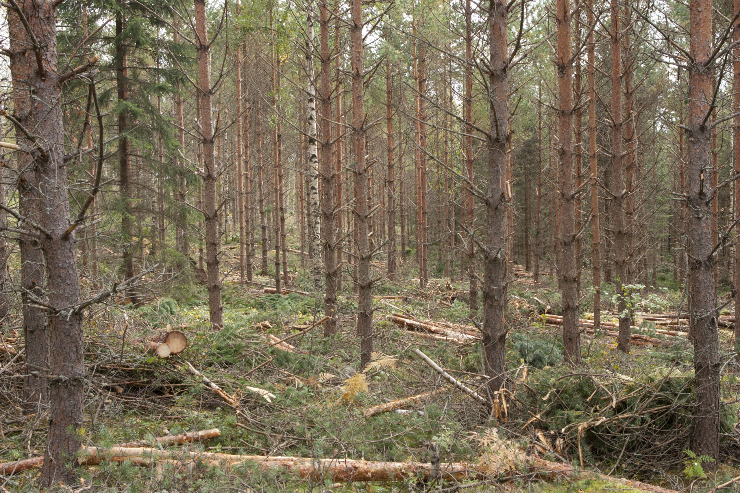 Impacts of thinning, fertilization and clear‑cutting on soil carbon: a brief reading pack