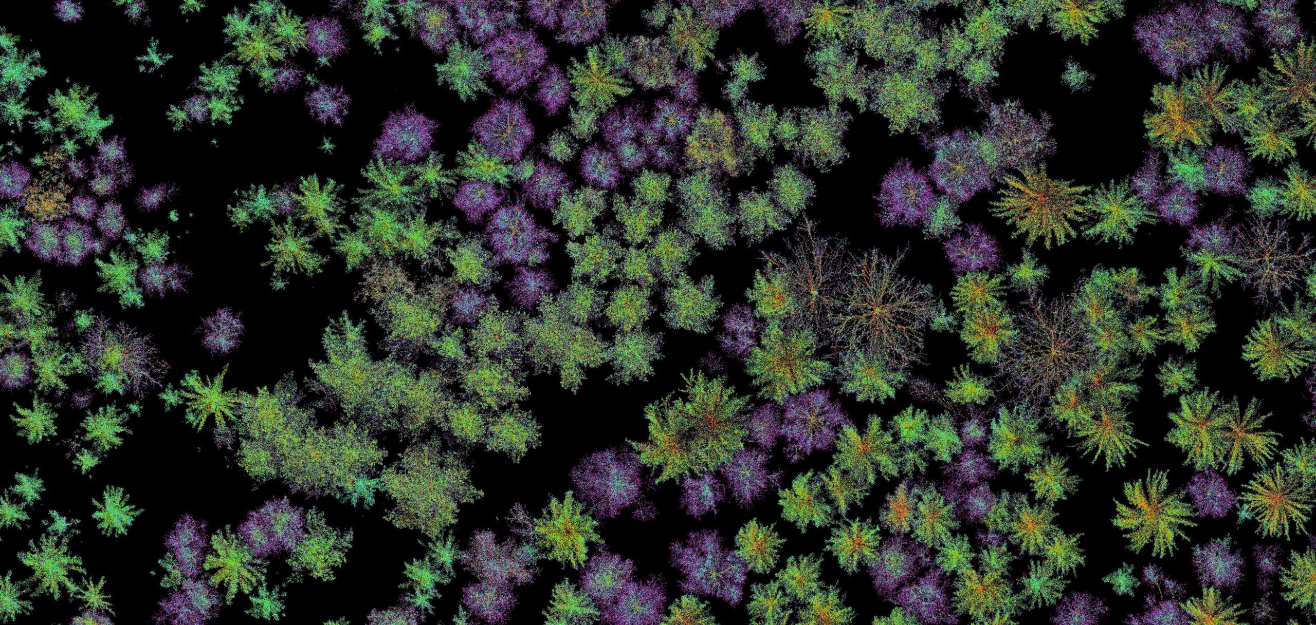 Accurate aerial identification of tree species – new method boosts forestry productivity and protection of biodiversity