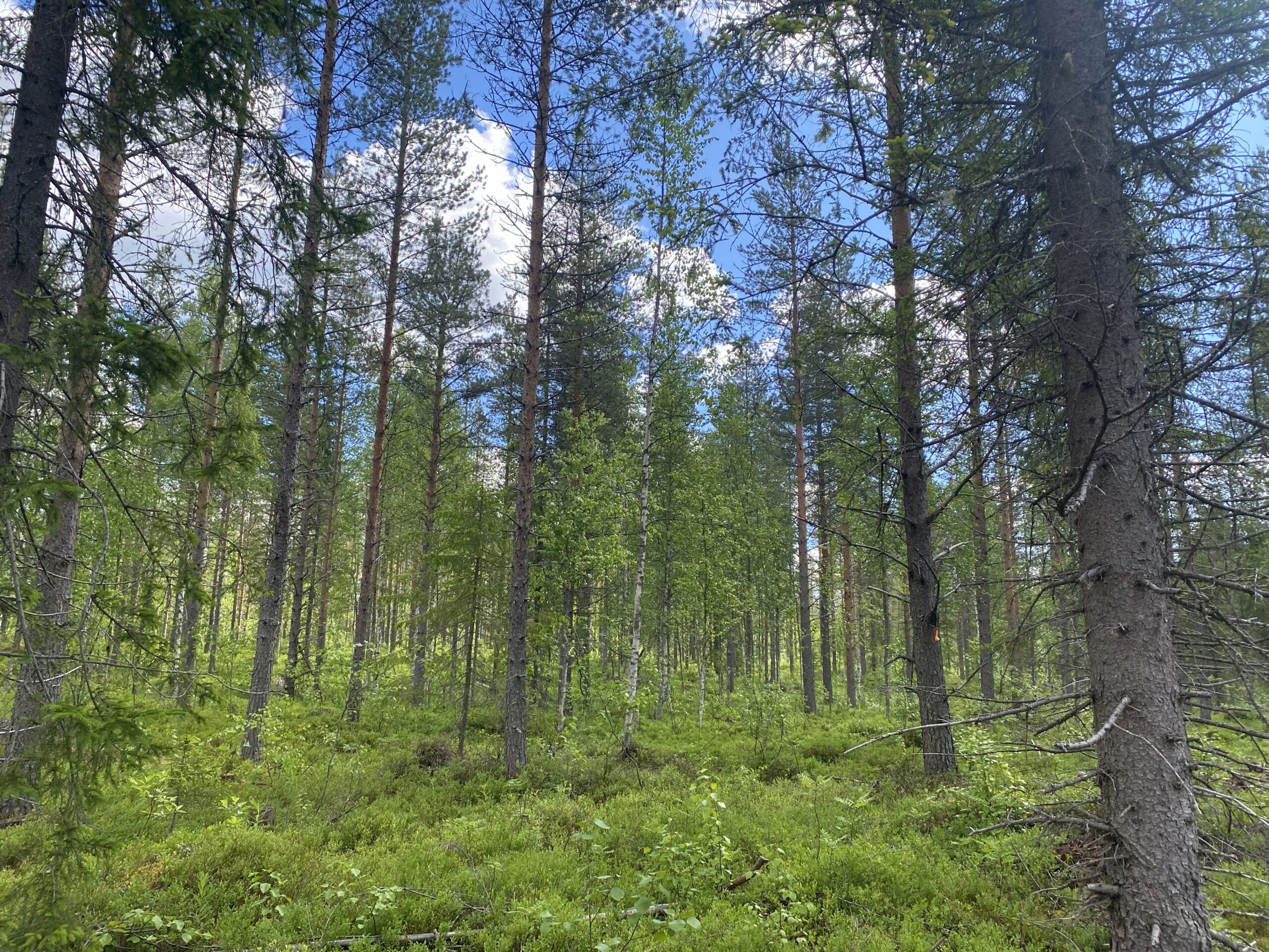 Natural regeneration supports sustainable continuous cover forestry