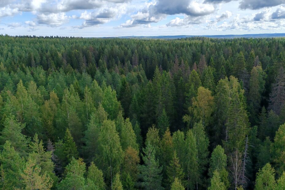 Kuvituskuva metsästä